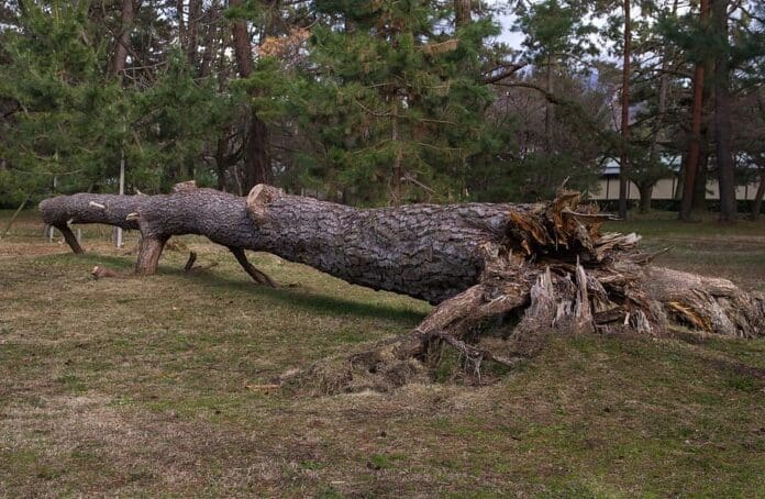 Fallen tree Fallen tree