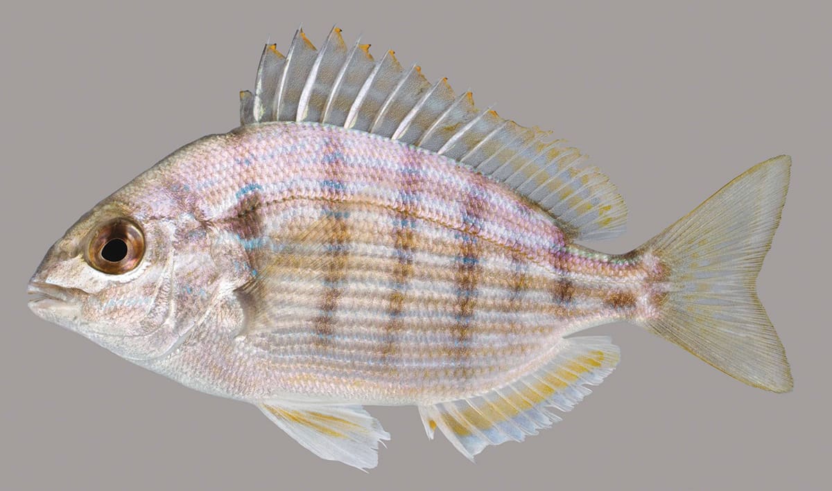 Pinfish-lateral-line-UF